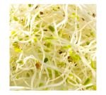 Seeds germinate - Red Clover